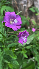 Zottiges Weidenr&ouml;schen (Epilobium)