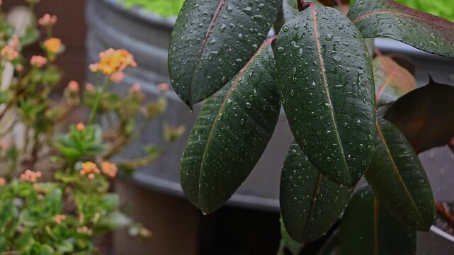 Rain hitting leaves of rubber plant Ficus elastica.