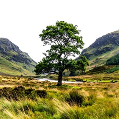 Scenic landscape of a lone tree in a grassy valley between rolling hills and a clear sky on the horizon