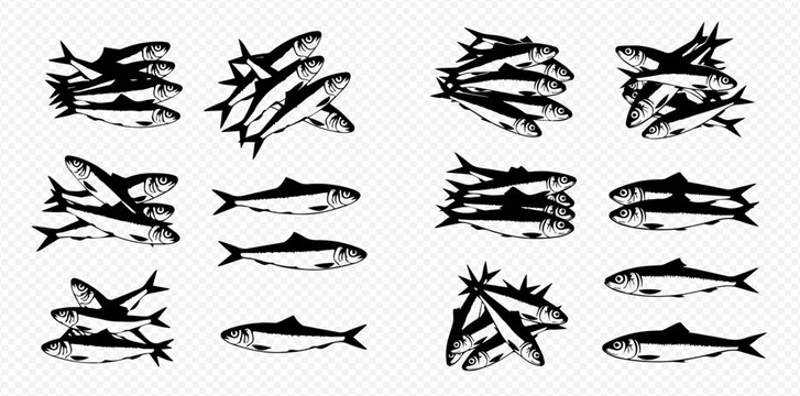 Set of hand-drawn sardine and herring fish illustrations in a vintage graphic style.