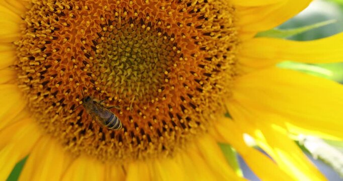 Honey bee collecting nectar and pollen from a sunflower