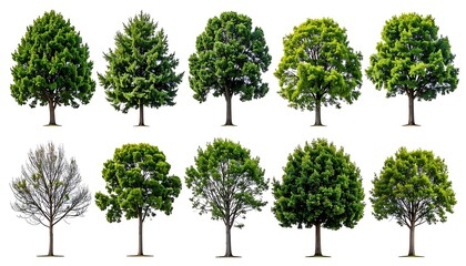 Ten trees, various shapes, foliage density, and colors, set against a clean, stark white background