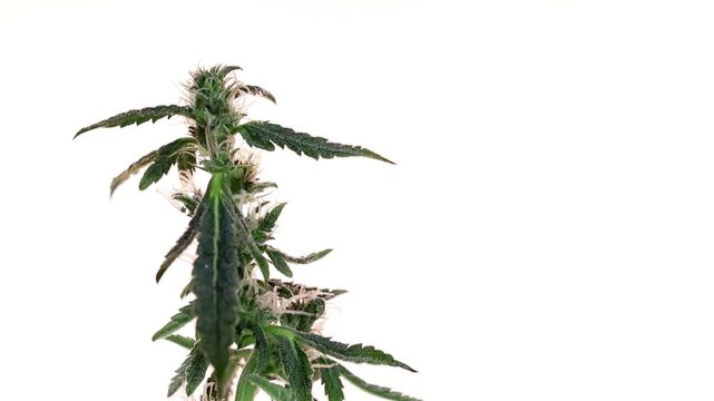 Rotierende Cannabis-Bl&uuml;te im Loop auf wei&szlig;em Hintergrund - links - High Key - Isoliert