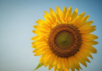 Fototapeta premium Bright yellow sunflower head basking in golden sunlight against a soft blue summer sky, symbolizing happiness and vitality, nature, stalk, blossom