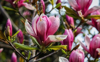 Fototapeta premium Pink Magnolia Flower Blossoming on a Tree Branch During Spring for Seasonal Marketing Campaigns and Real Estate Staging Photography Concepts