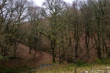 Mossy oak in a bare winter forest &mdash; winding stream through a quiet valley