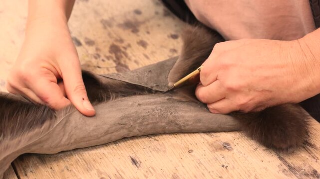 Close up of a furrier holding a sharp furrier knife and large replaceable blade while cutting a sable pelt. Craftsman carefully separates the hide during preparation for layout 