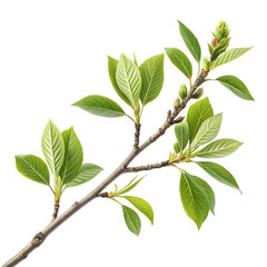 green leaves isolated on white