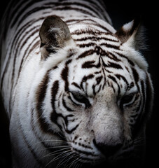 white tiger turpentine creek  wildlife refuge © William