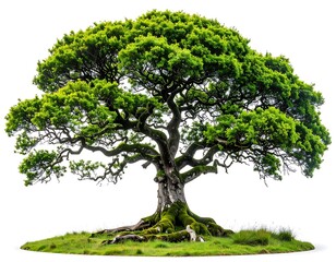 Solitary mature tree with sprawling branches and lush green foliage on a small grassy patch isolated on white