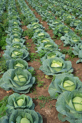 Rows of fresh green cabbages growing in cultivated farmland