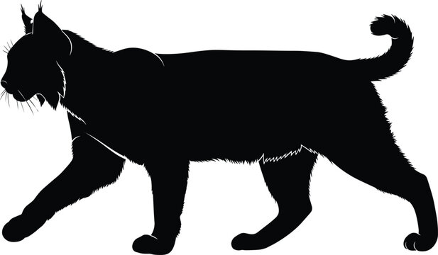 Black lynx silhouette vector illustration, wild bobcat walking pose, predatory forest cat isolated on white background, wildlife nature graphic design.