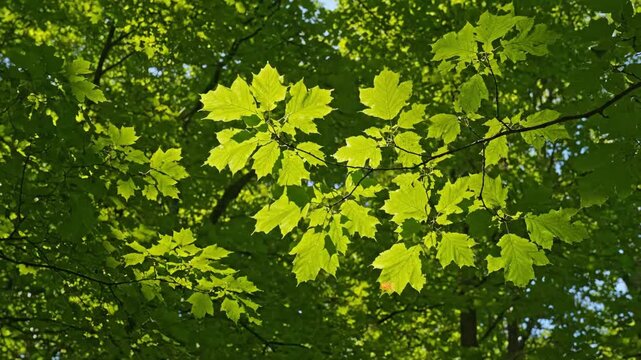 Sunlit green maple leaves glowing on a tree branch during a beautiful spring day. A serene view of fresh foliage in a lush forest canopy. Natural panoramic banner for environmental themes