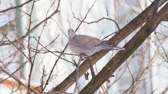 Eurasian collared dove (Streptopelia decaocto) on a branch in winter
