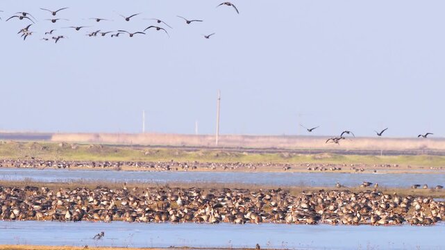 Large flock of greater white-fronted geese (Anser albifrons) on the feeding ground