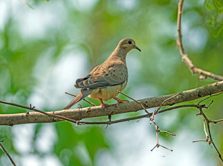 Mourning Dove Perching on Forest Branch