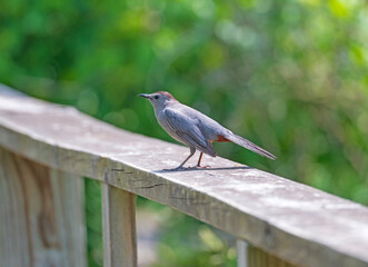 Gray Catbird Walking on a Wooden Railing