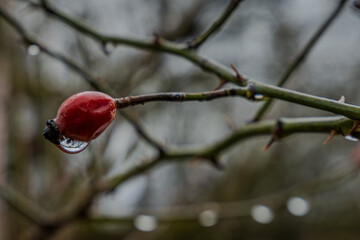 Reife Hagebutte h&auml;ngt an einem Dornenzweig im kalten, grauen Wetter am fr&uuml;hen Morgen
