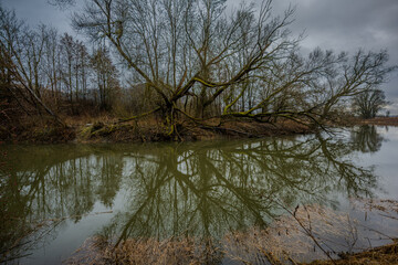 Der Baum zeigt sich im Wasser am Ufer eines Flusses unter grauem Himmel