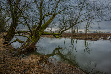 Ein Baum steht neben einem ruhigen Gew&auml;sser in einer Landschaft mit Wasser und B&auml;umen im fr&uuml;hen Morgenlicht