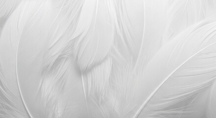 Obraz premium Macro background featuring many soft white feathers overlapping gently, emphasizing delicate texture, lightness, and elegant purity, beauty, bright, wedding