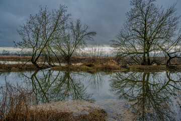 Fototapeta premium Bäume und Wasser spiegeln sich im Moor bei grauem Himmel in der Dämmerung