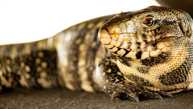 Tegu lizard (Tupinambis), a beautiful tegu lizard in Brazil resting in the shade, selective focus.