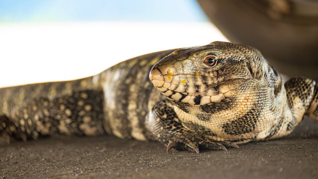 Tegu lizard (Tupinambis), a beautiful tegu lizard in Brazil resting in the shade, selective focus.