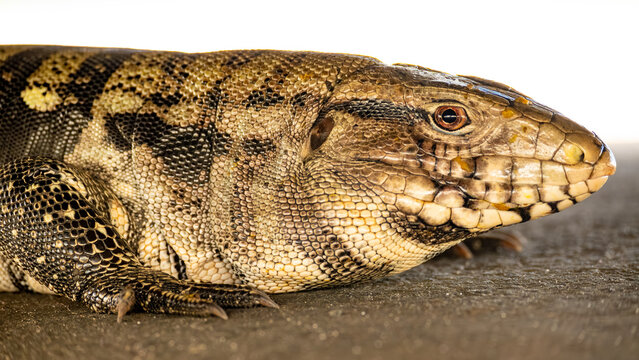 Tegu lizard (Tupinambis), a beautiful tegu lizard in Brazil resting in the shade, selective focus.
