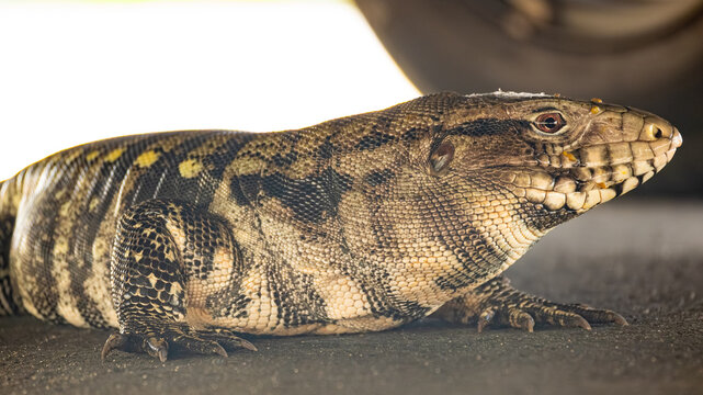 Tegu lizard (Tupinambis), a beautiful tegu lizard in Brazil resting in the shade, selective focus.