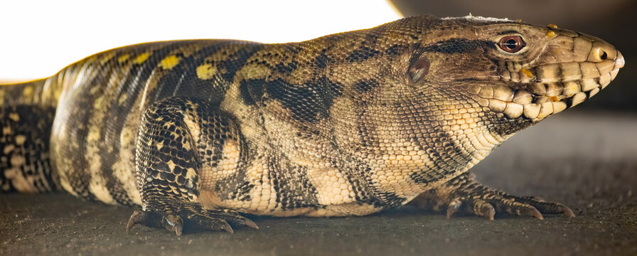 Tegu lizard (Tupinambis), a beautiful tegu lizard in Brazil resting in the shade, selective focus.