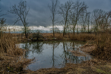 Ein kleiner Teich mit B&auml;umen und Schilf im Herbst