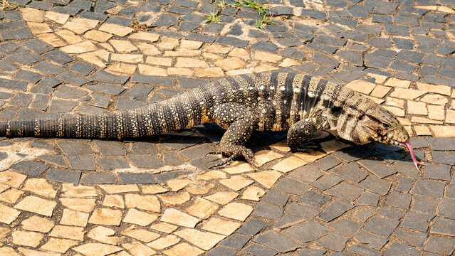 Tegu lizard (Tupinambis), a beautiful and large tegu lizard walking through the streets of a small town in Brazil, natural light, selective focus.