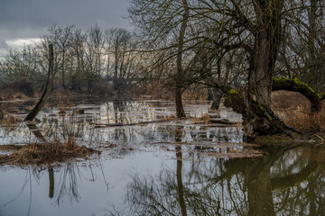 Wasserfl&auml;chen und B&auml;ume in einem feuchten Gebiet am Nachmittag
