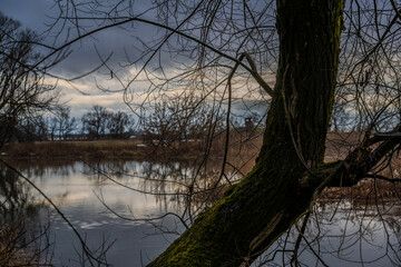 Ein Baum steht am Ufer eines ruhigen Flusses unter einem bew&ouml;lkten Himmel