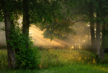 Naklejka premium Sunny morning in the forest