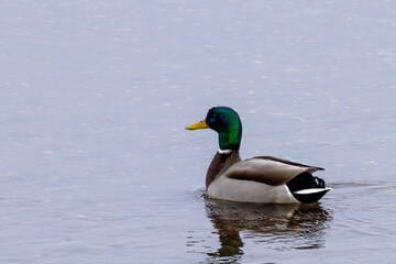Male mallard duck swimming on calm water with copy space