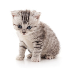 Obraz premium Little grey striped kitten sitting.