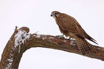 Raróg (Falco cherrug) © Grzegorz