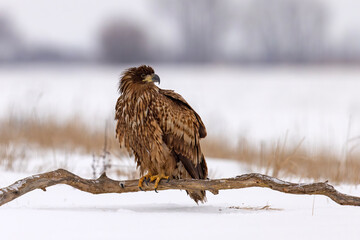 bielik (Haliaeetus albicilla) © Grzegorz
