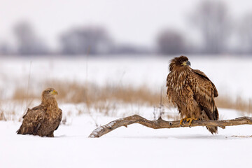 bielik (Haliaeetus albicilla) © Grzegorz