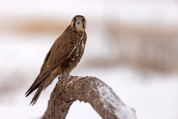 Raróg (Falco cherrug) © Grzegorz