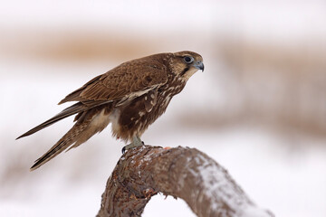 Raróg (Falco cherrug) © Grzegorz