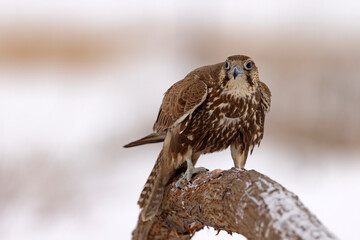 Raróg (Falco cherrug) © Grzegorz