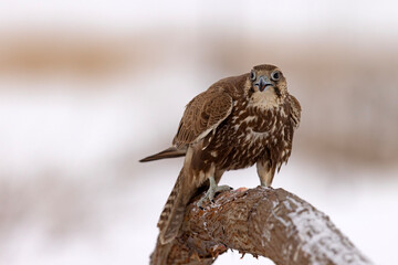 Raróg (Falco cherrug) © Grzegorz