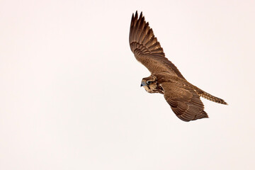 Raróg (Falco cherrug) © Grzegorz