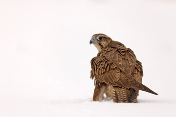 Raróg (Falco cherrug) © Grzegorz