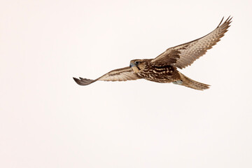 Raróg (Falco cherrug) © Grzegorz