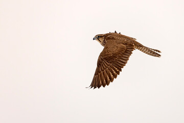 Raróg (Falco cherrug) © Grzegorz