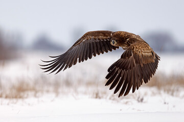 bielik (Haliaeetus albicilla) © Grzegorz